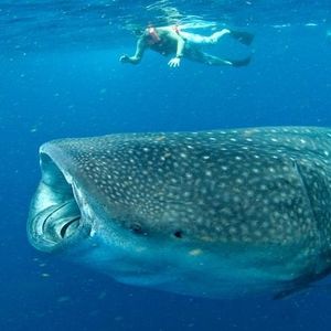 Meet your Posher, Charles